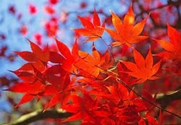 Klon japoński w ognistych kolorach - pielęgnacja, odmiany i piękno