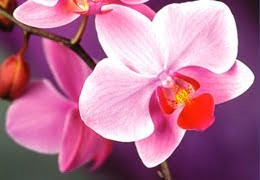 Opieka nad chorą orchideą – obszerny przewodnik