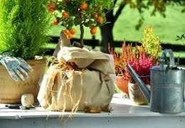 Jak chronić rośliny doniczkowe i doniczki przed zimowym mrozem